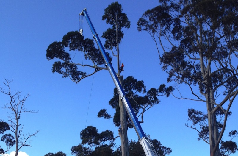 Removal of large Eucalyptus utilising crane.